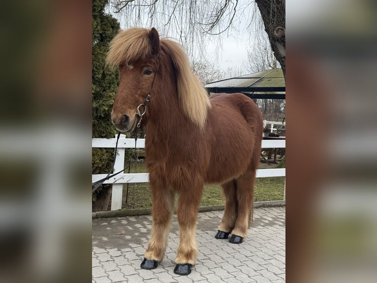 IJslander Ruin 11 Jaar 139 cm Vos in Lochen am See