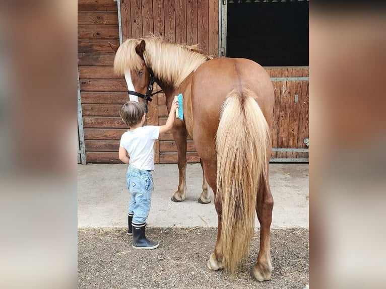 IJslander Ruin 11 Jaar 139 cm Vos in Condécourt