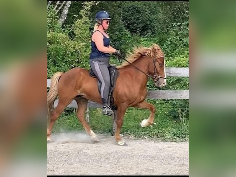 IJslander Ruin 11 Jaar 139 cm Vos in Condécourt