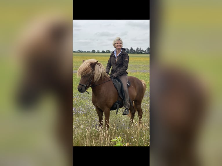 IJslander Ruin 11 Jaar 140 cm Donkere-vos in Bremen