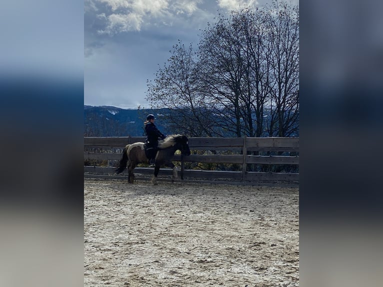 IJslander Ruin 11 Jaar 140 cm Gevlekt-paard in Mariapfarr