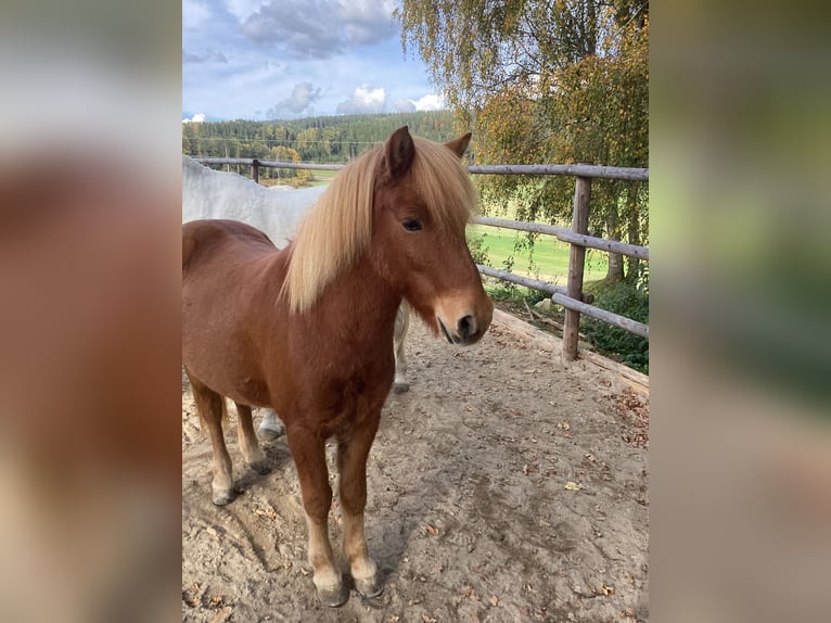 IJslander Ruin 11 Jaar 140 cm Vos in Linz