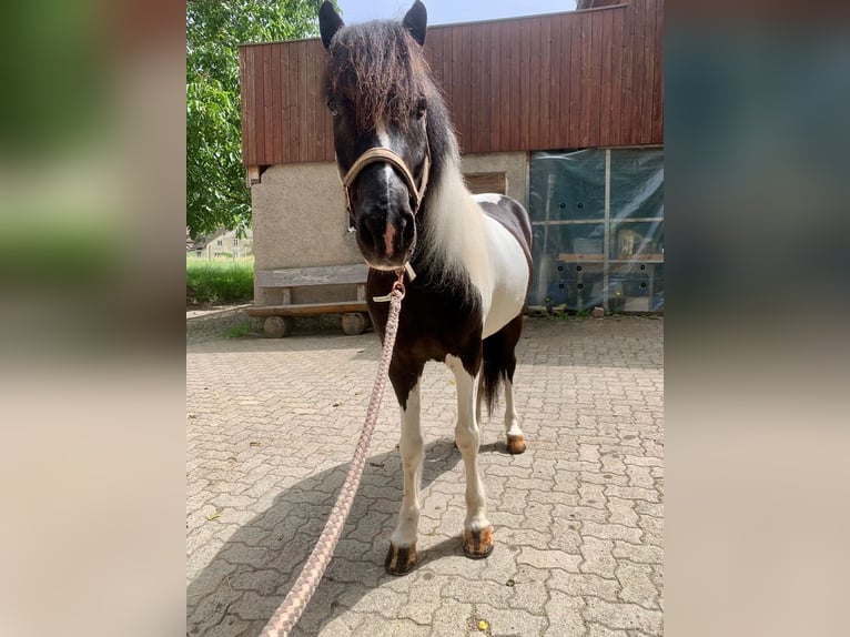 IJslander Ruin 11 Jaar 145 cm Gevlekt-paard in Osterfingen