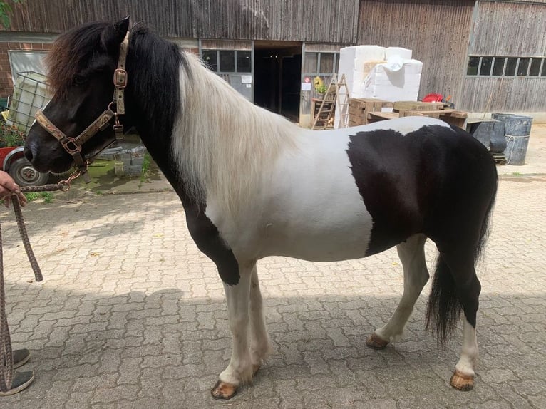 IJslander Ruin 11 Jaar 145 cm Gevlekt-paard in Osterfingen