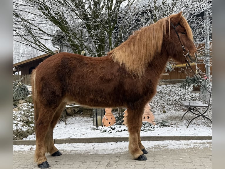 IJslander Ruin 11 Jaar 145 cm Vos in Lochen am See