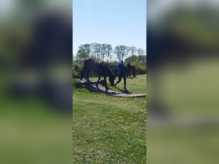 IJslander Ruin 11 Jaar 146 cm Zwart in Stöckse