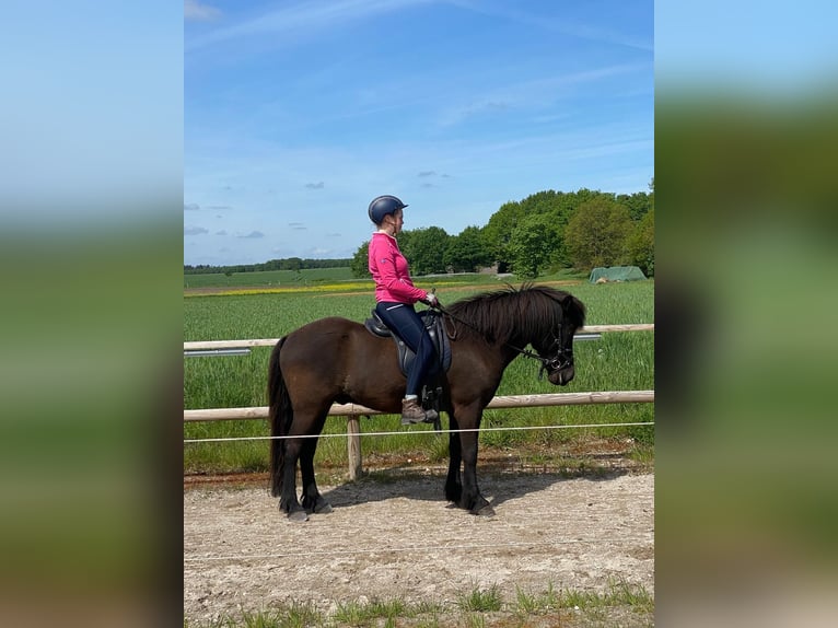 IJslander Ruin 11 Jaar 146 cm Zwart in Stöckse