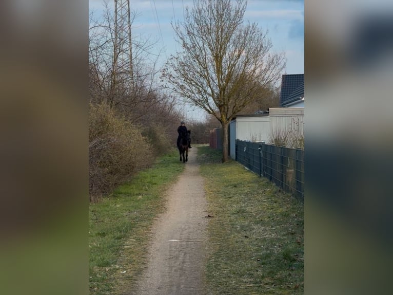 IJslander Mix Ruin 11 Jaar 151 cm Zwart in Bergen