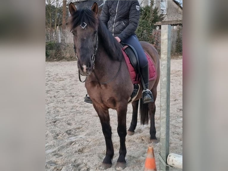 IJslander Mix Ruin 11 Jaar 151 cm Zwart in Bergen