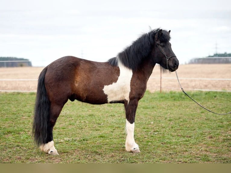 IJslander Ruin 11 Jaar 152 cm Gevlekt-paard in Morbach