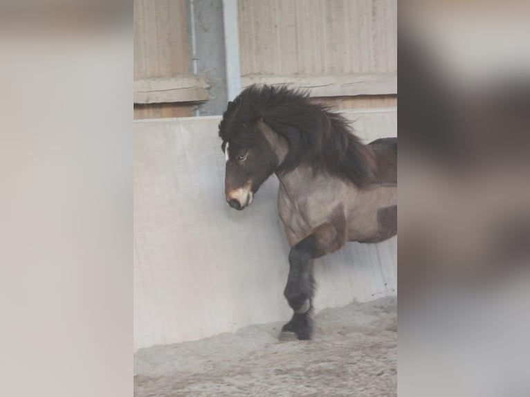IJslander Ruin 12 Jaar 135 cm Bruin in Zwingenberg