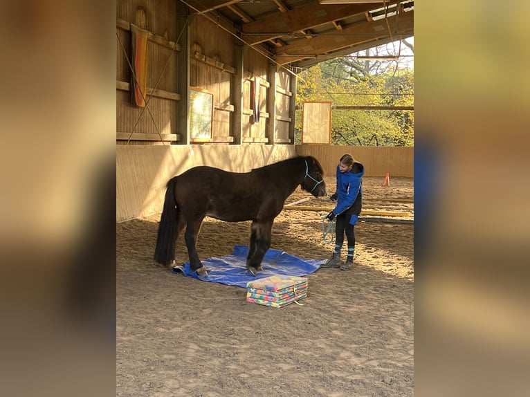 IJslander Ruin 12 Jaar 135 cm Bruin in Zwingenberg