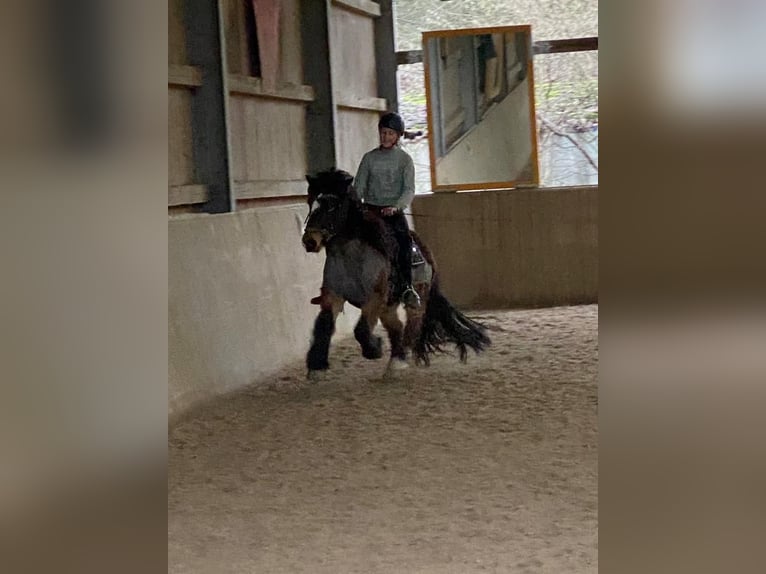 IJslander Ruin 12 Jaar 135 cm Bruin in Zwingenberg