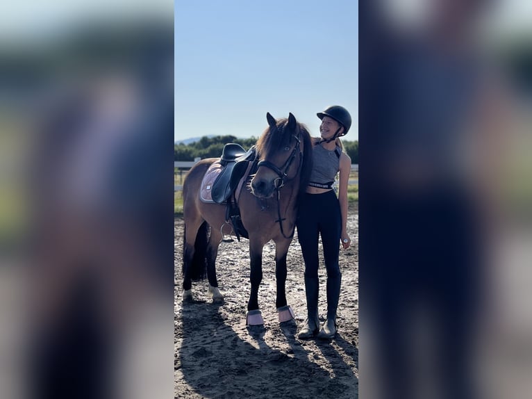 IJslander Ruin 12 Jaar 135 cm Bruin in Zwingenberg