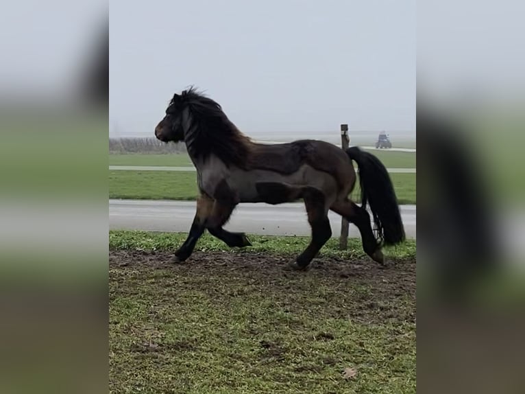 IJslander Ruin 12 Jaar 135 cm Bruin in Zwingenberg