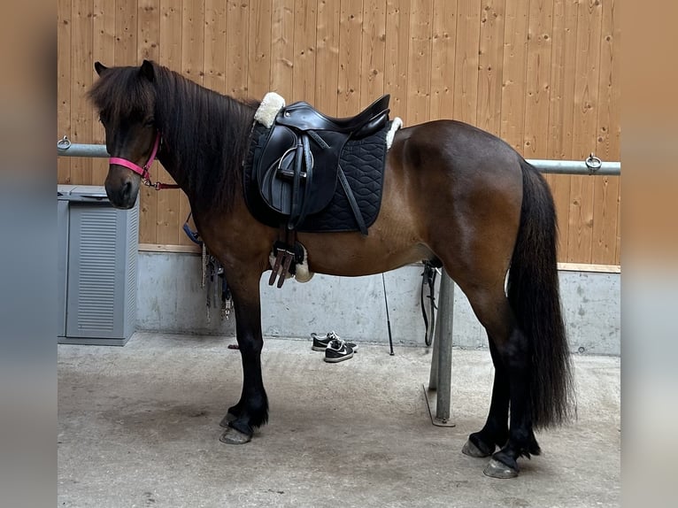 IJslander Ruin 12 Jaar 136 cm Bruin in Salzburg