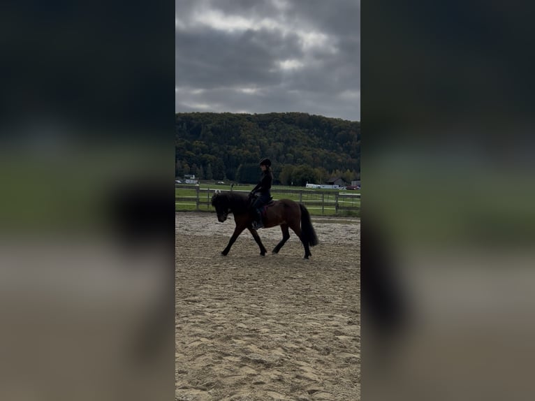 IJslander Ruin 12 Jaar 136 cm Bruin in Salzburg