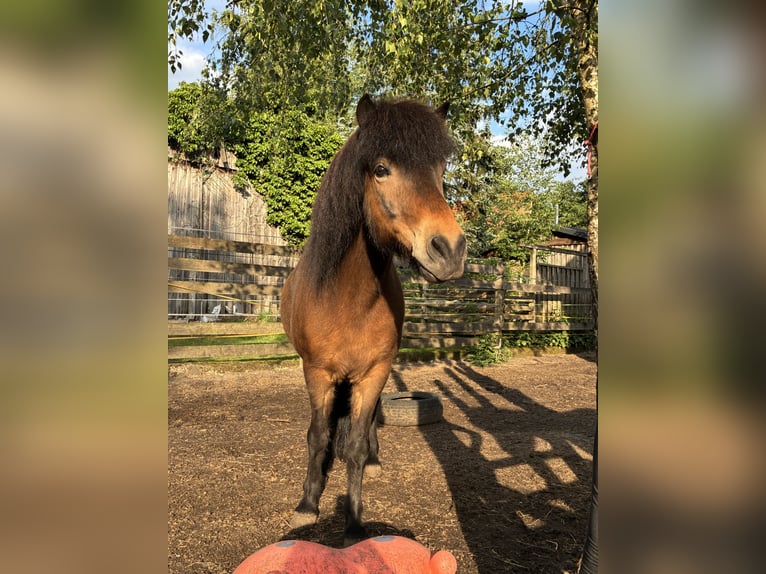 IJslander Ruin 12 Jaar 136 cm Bruin in Hohne