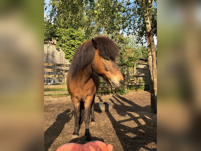 IJslander Ruin 12 Jaar 136 cm Bruin in Hohne