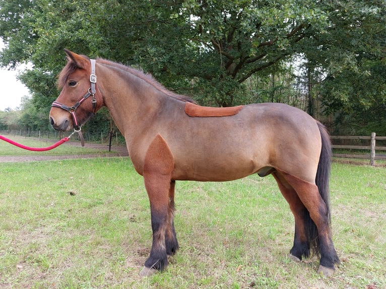 IJslander Ruin 12 Jaar 137 cm Bruin in Amerongen
