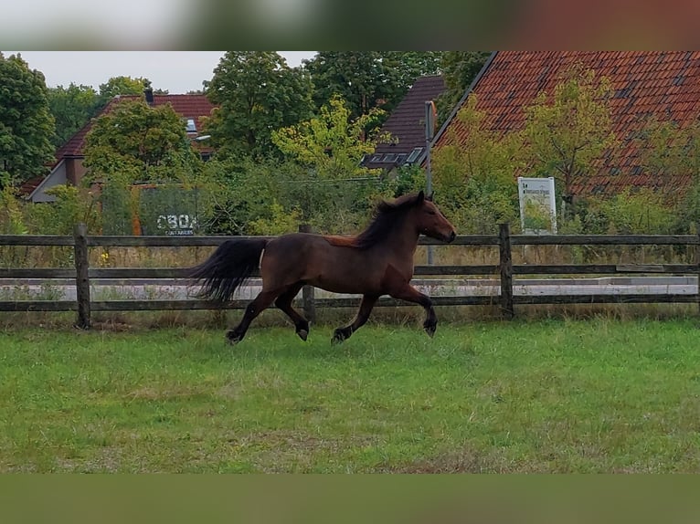IJslander Ruin 12 Jaar 137 cm Bruin in Amerongen