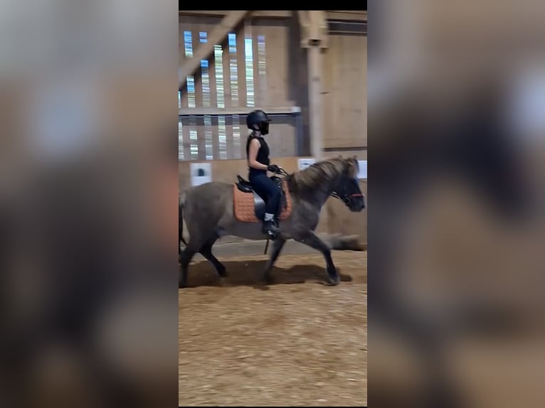 IJslander Ruin 12 Jaar 138 cm Falbe in Holzgünz