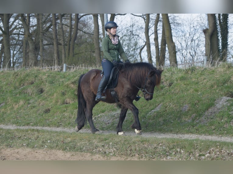 IJslander Ruin 12 Jaar 140 cm Zwart in Aukrug