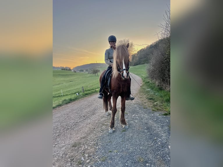 IJslander Ruin 12 Jaar 143 cm Donkere-vos in Nettersheim