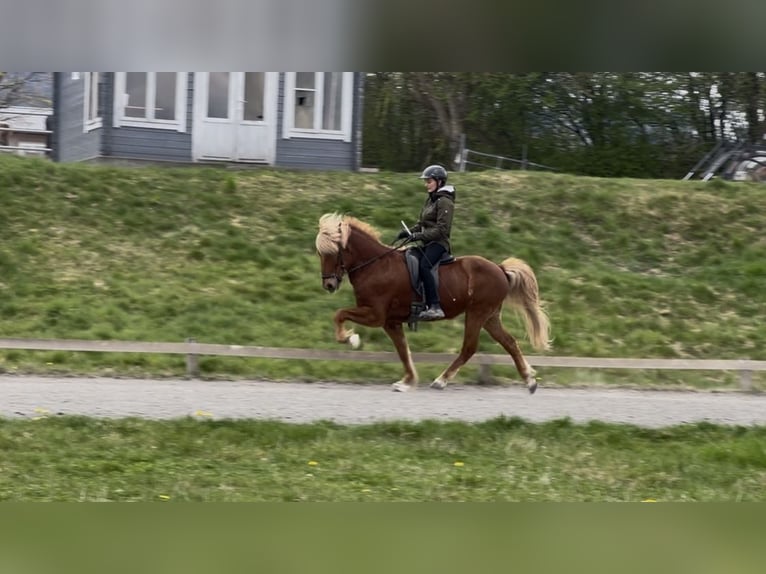 IJslander Ruin 12 Jaar 146 cm Vos in Wehrheim