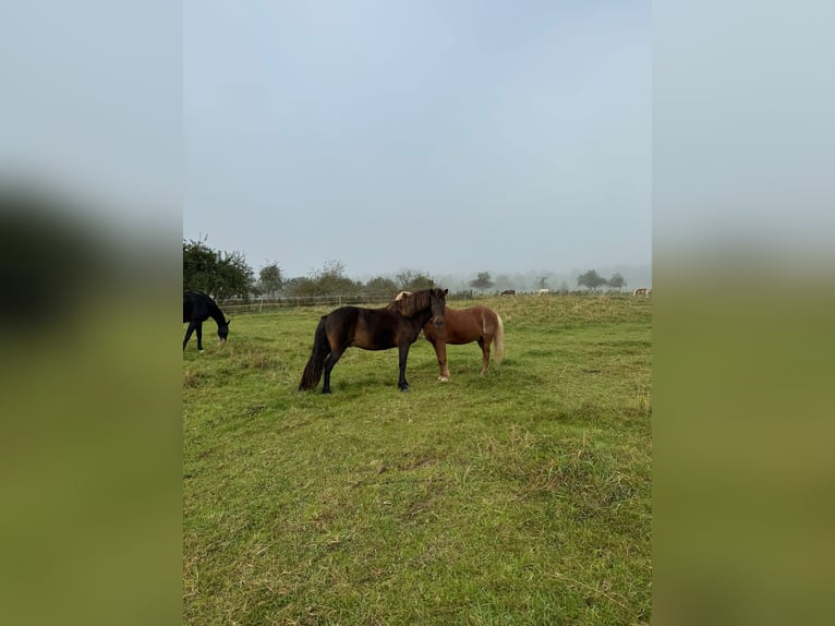 IJslander Ruin 12 Jaar 147 cm Bruin in RosenbergRosenberg
