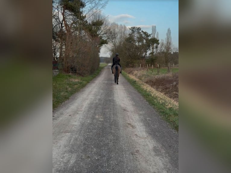 IJslander Mix Ruin 12 Jaar 151 cm Zwart in Bergen