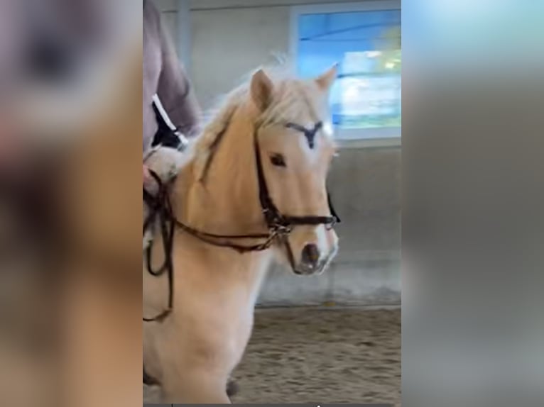 IJslander Ruin 13 Jaar 130 cm Palomino in Königswinter