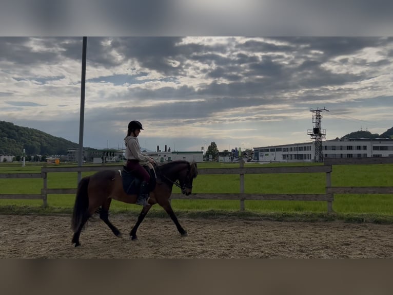 IJslander Ruin 13 Jaar 136 cm Bruin in Salzburg