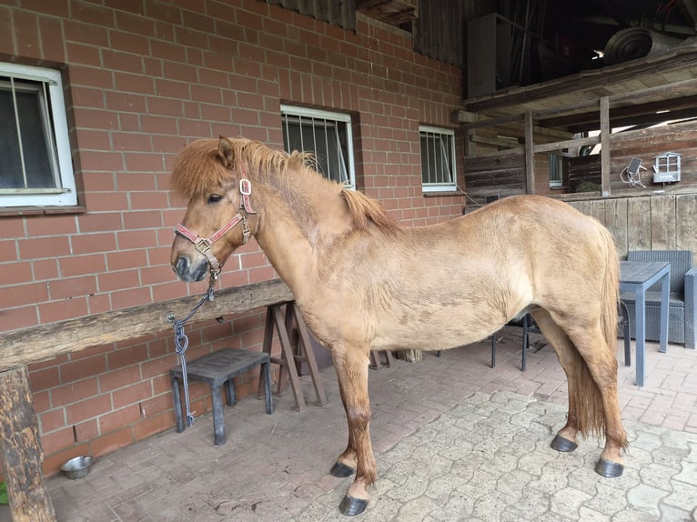 IJslander Ruin 13 Jaar 137 cm Falbe in Neustadt am Rübenberge