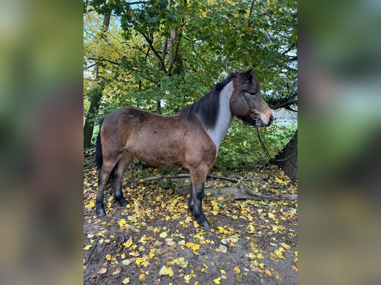 IJslander Ruin 13 Jaar 138 cm Bruin in Neuenkirchen
