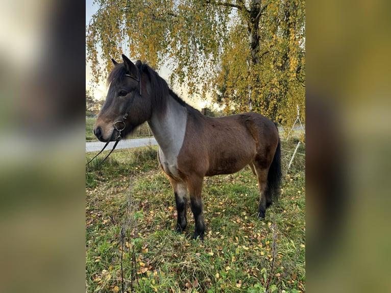 IJslander Ruin 13 Jaar 138 cm Bruin in Neuenkirchen