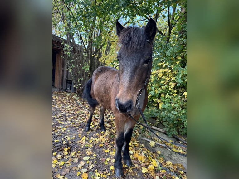 IJslander Ruin 13 Jaar 138 cm Bruin in Neuenkirchen