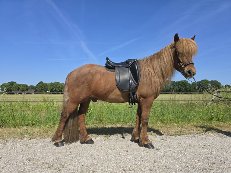 IJslander Ruin 13 Jaar 139 cm Donkere-vos in Wanroij