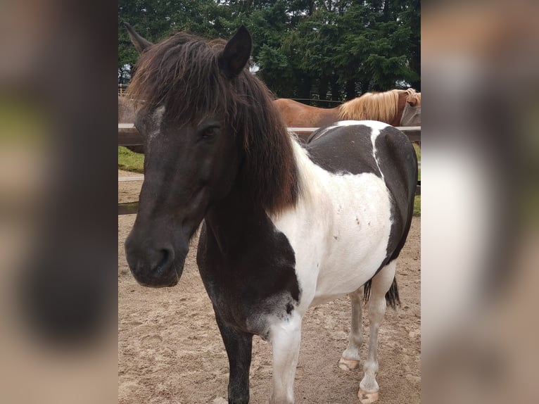 IJslander Ruin 13 Jaar 140 cm Gevlekt-paard in Borstel