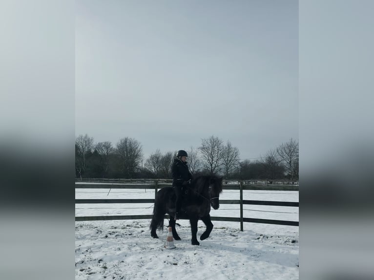 IJslander Ruin 13 Jaar 140 cm Zwart in Hörup