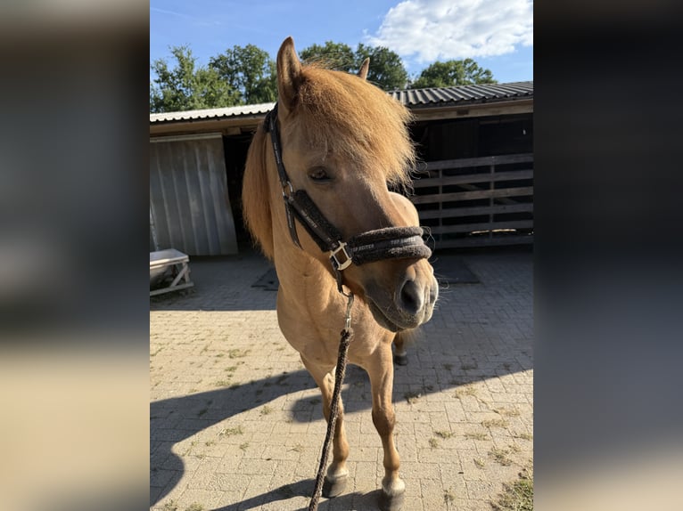 IJslander Ruin 13 Jaar 142 cm Falbe in Thuine