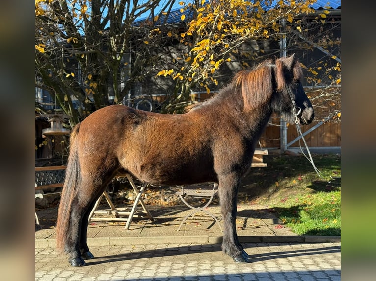 IJslander Ruin 13 Jaar 143 cm Zwart in Lochen am See