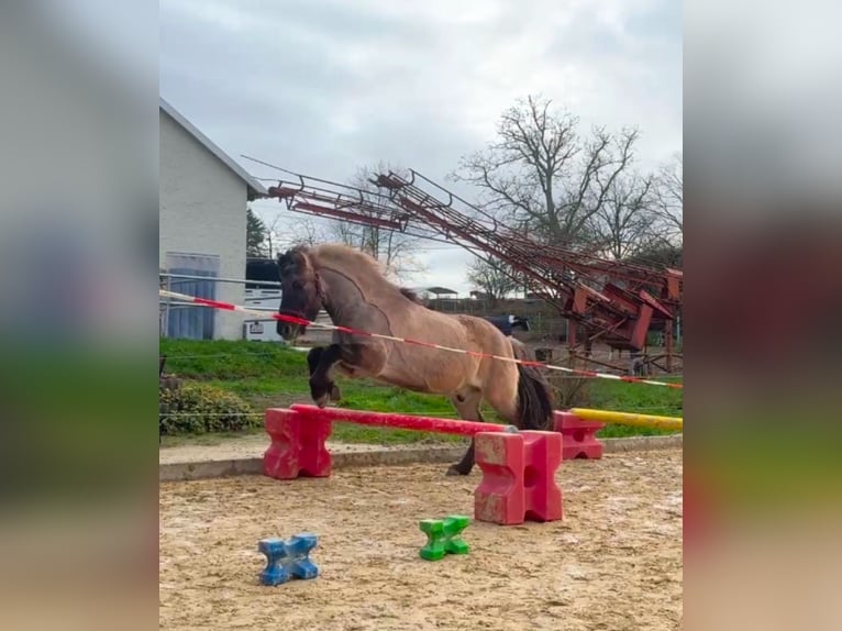 IJslander Ruin 13 Jaar 145 cm Falbe in Detmold