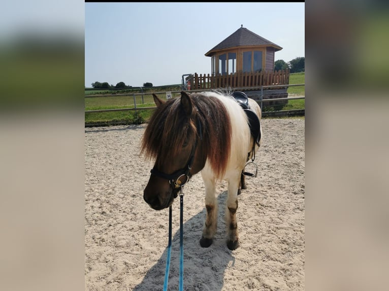 IJslander Ruin 14 Jaar 138 cm Gevlekt-paard in Eutingen im Gäu