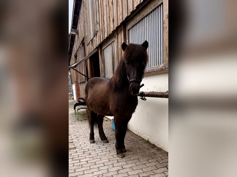 IJslander Ruin 14 Jaar 140 cm  in Kaufungen