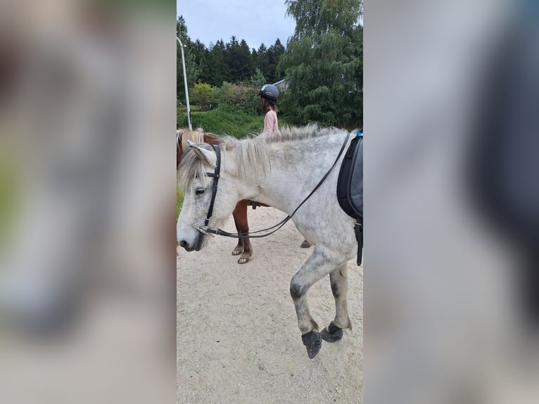 IJslander Ruin 14 Jaar 142 cm Appelschimmel in Schöfweg