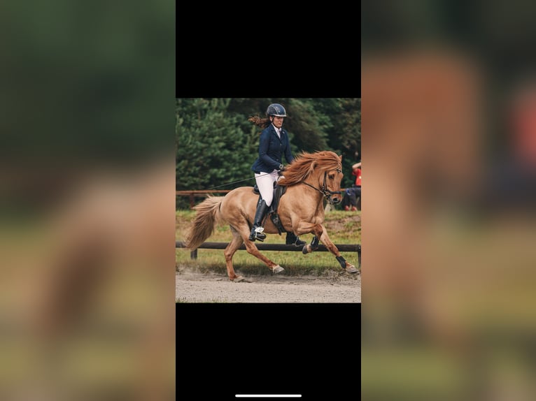 IJslander Ruin 14 Jaar 142 cm Falbe in Thuine