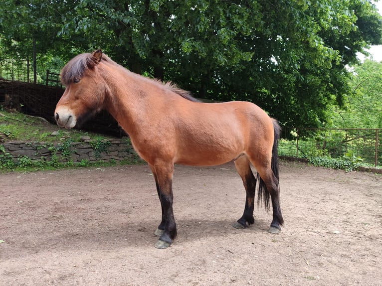 IJslander Ruin 14 Jaar 143 cm Bruin in Witten