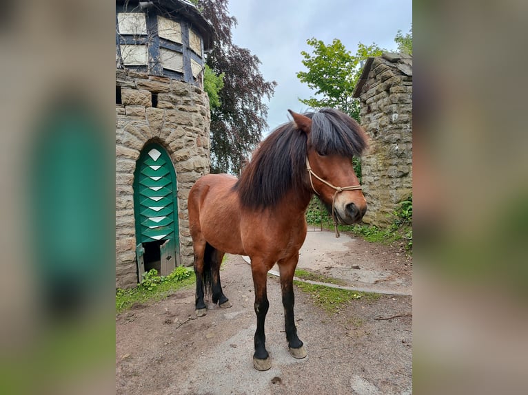 IJslander Ruin 14 Jaar 143 cm Bruin in Witten