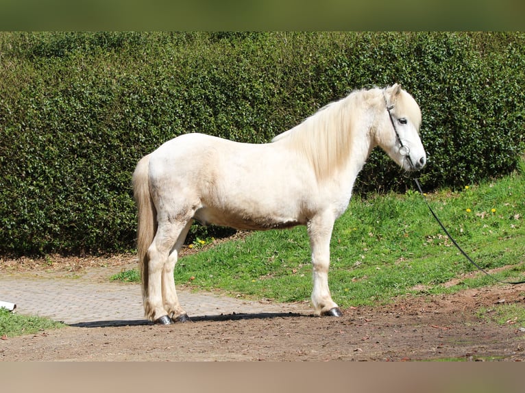 IJslander Ruin 14 Jaar 143 cm Schimmel in Dohm-Lammersdorf